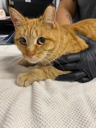 Jack Jack, a Adoptable mixed breed in Sanford, FL image 3/3