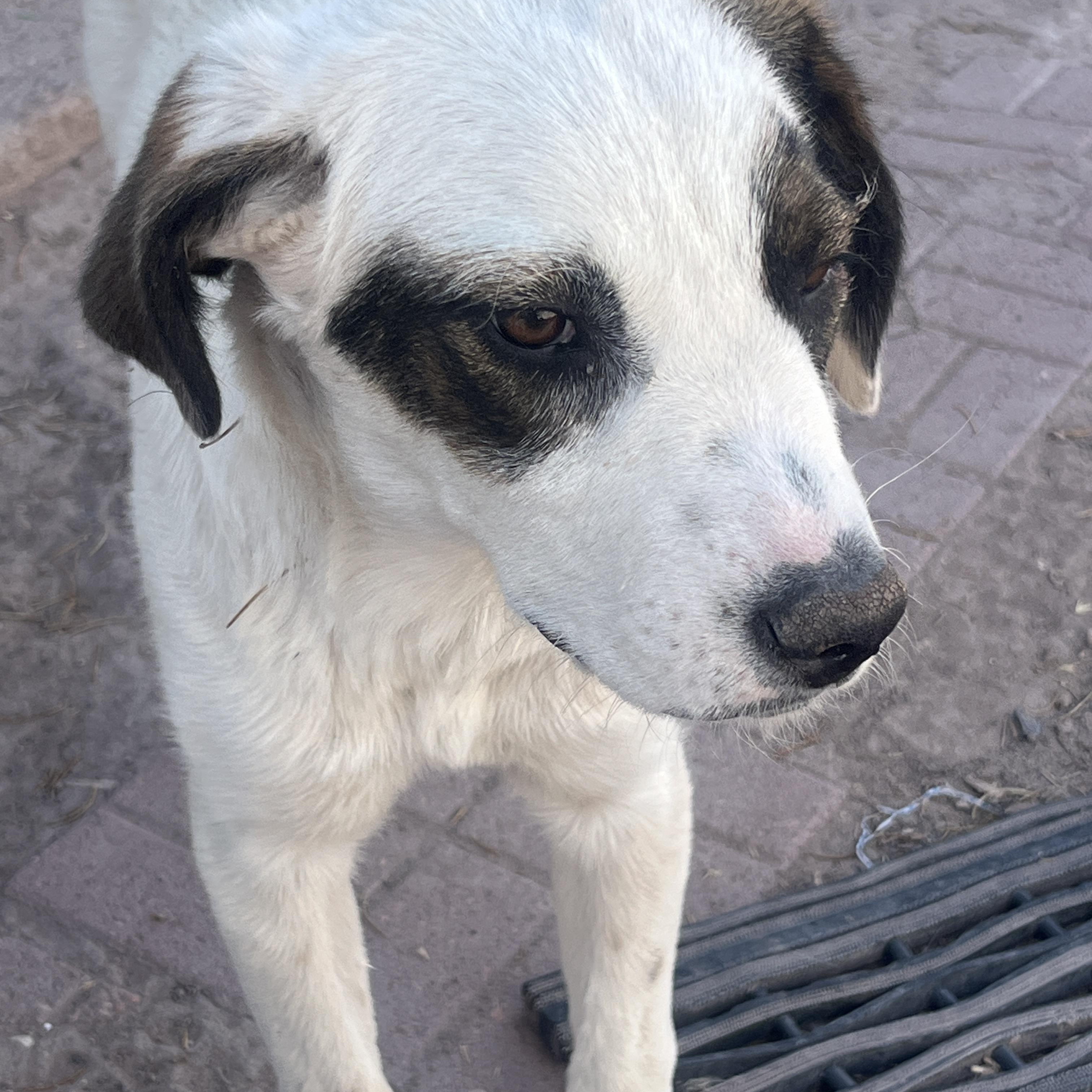 Meeko