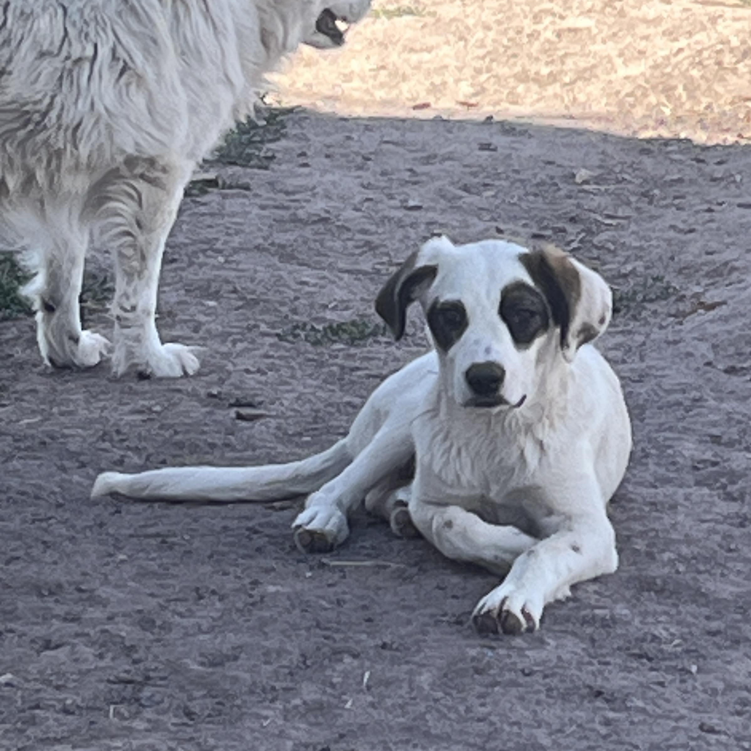 Meeko