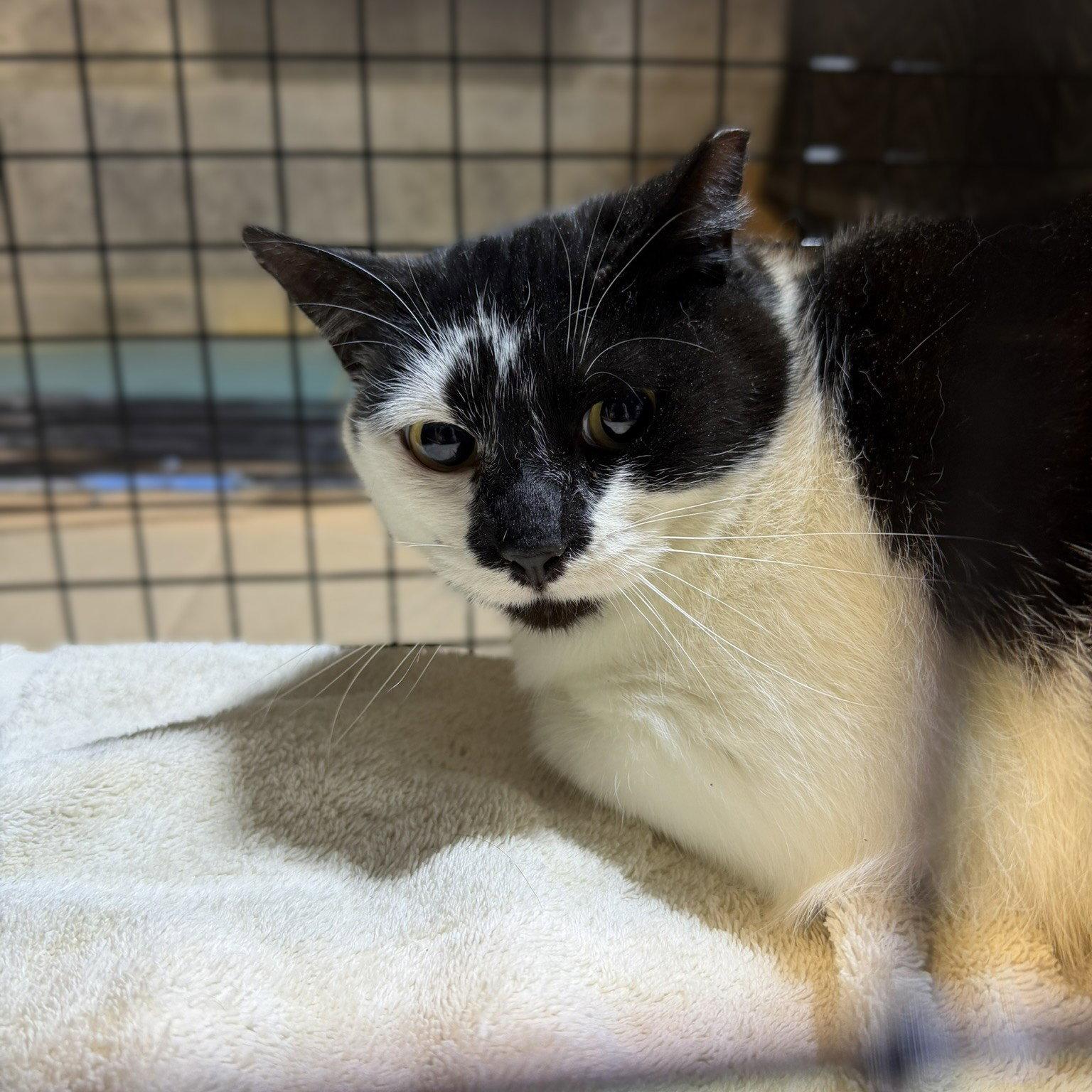 Enlarge Cab / Caboose, a Adoptable Domestic Medium Hair in Blairsville, GA image 1/2