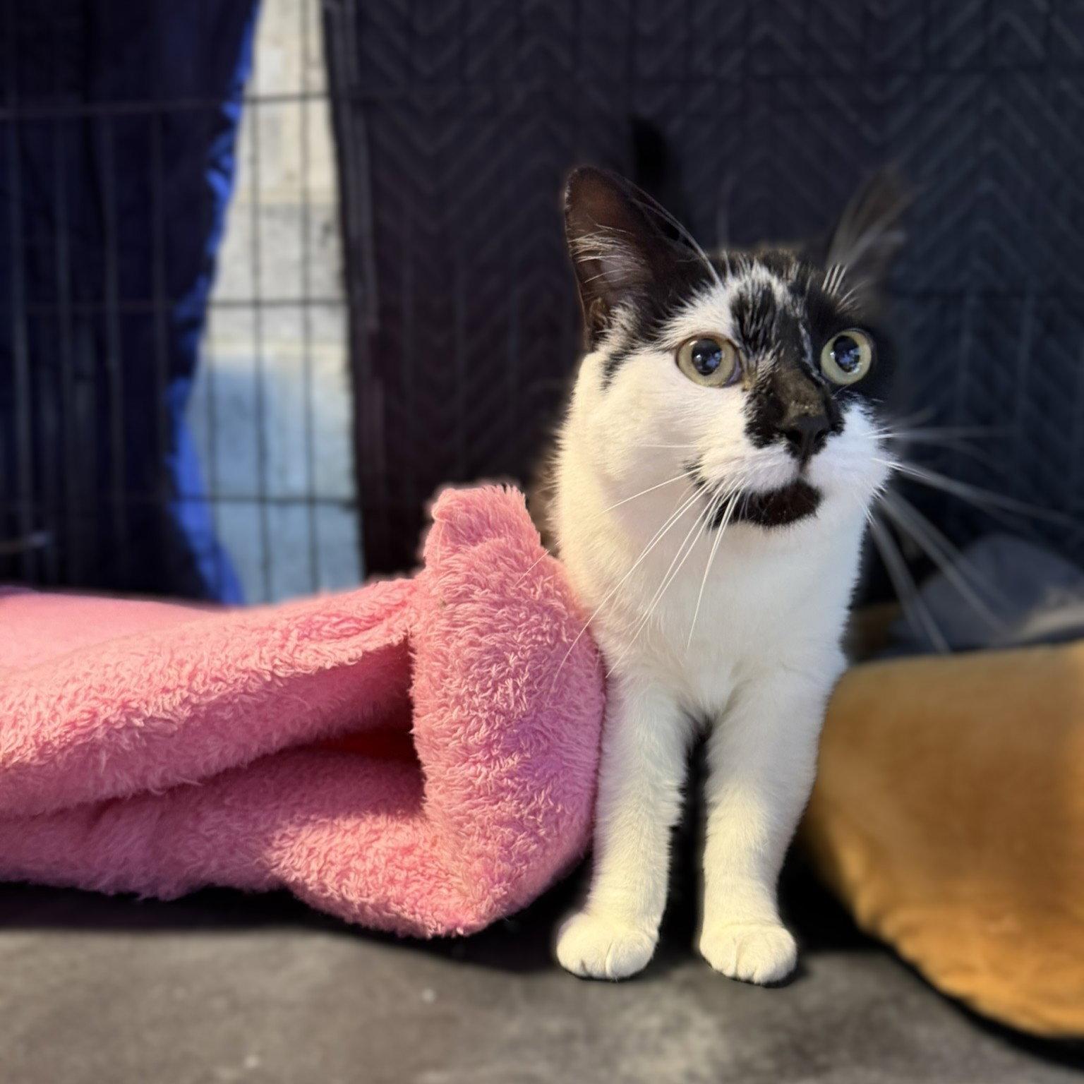 Enlarge Cab / Caboose, a Adoptable Domestic Medium Hair in Blairsville, GA image 2/2