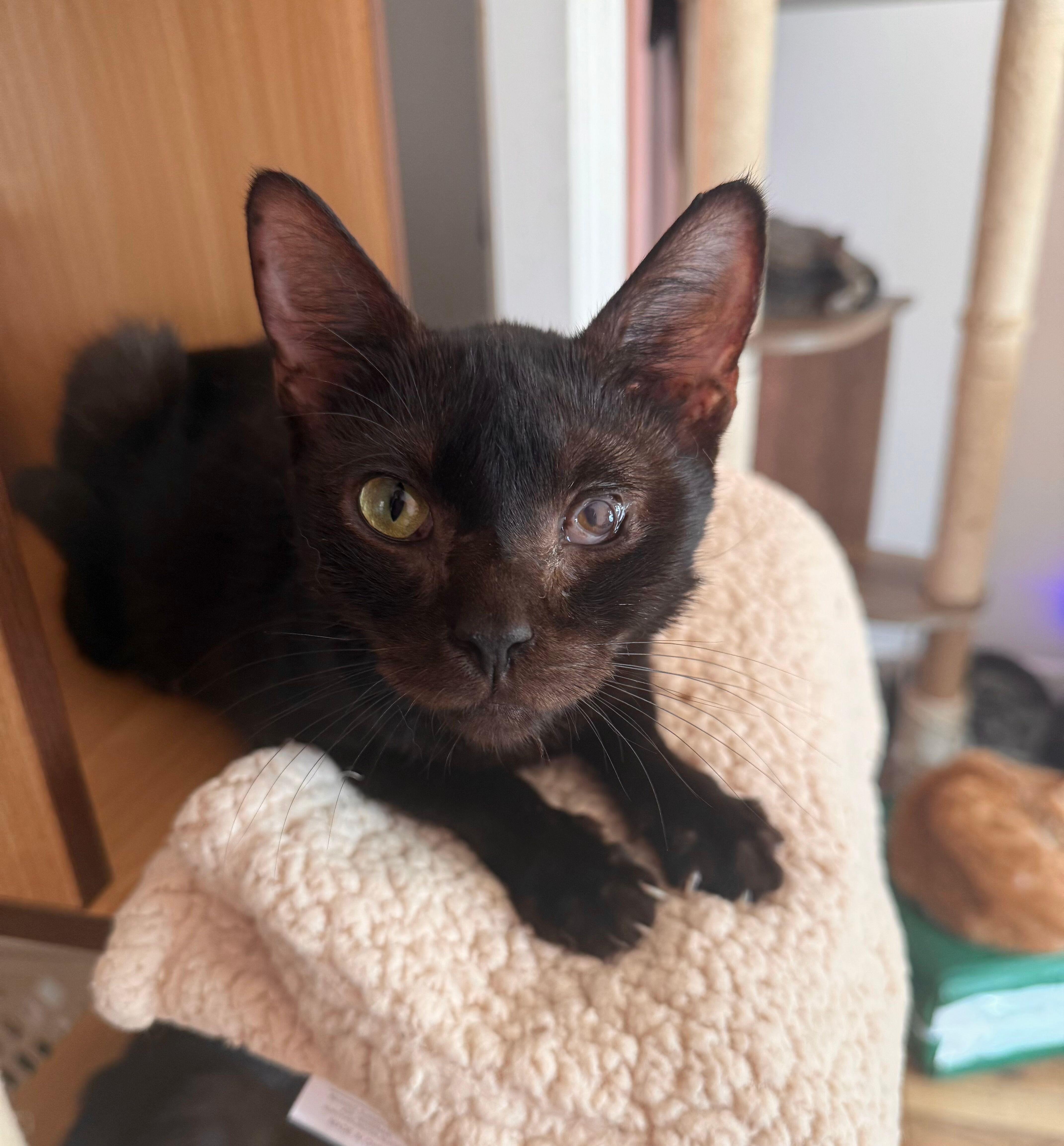 Enlarge NUGGET, a Adoptable Domestic Short Hair in New York, NY image 3/5