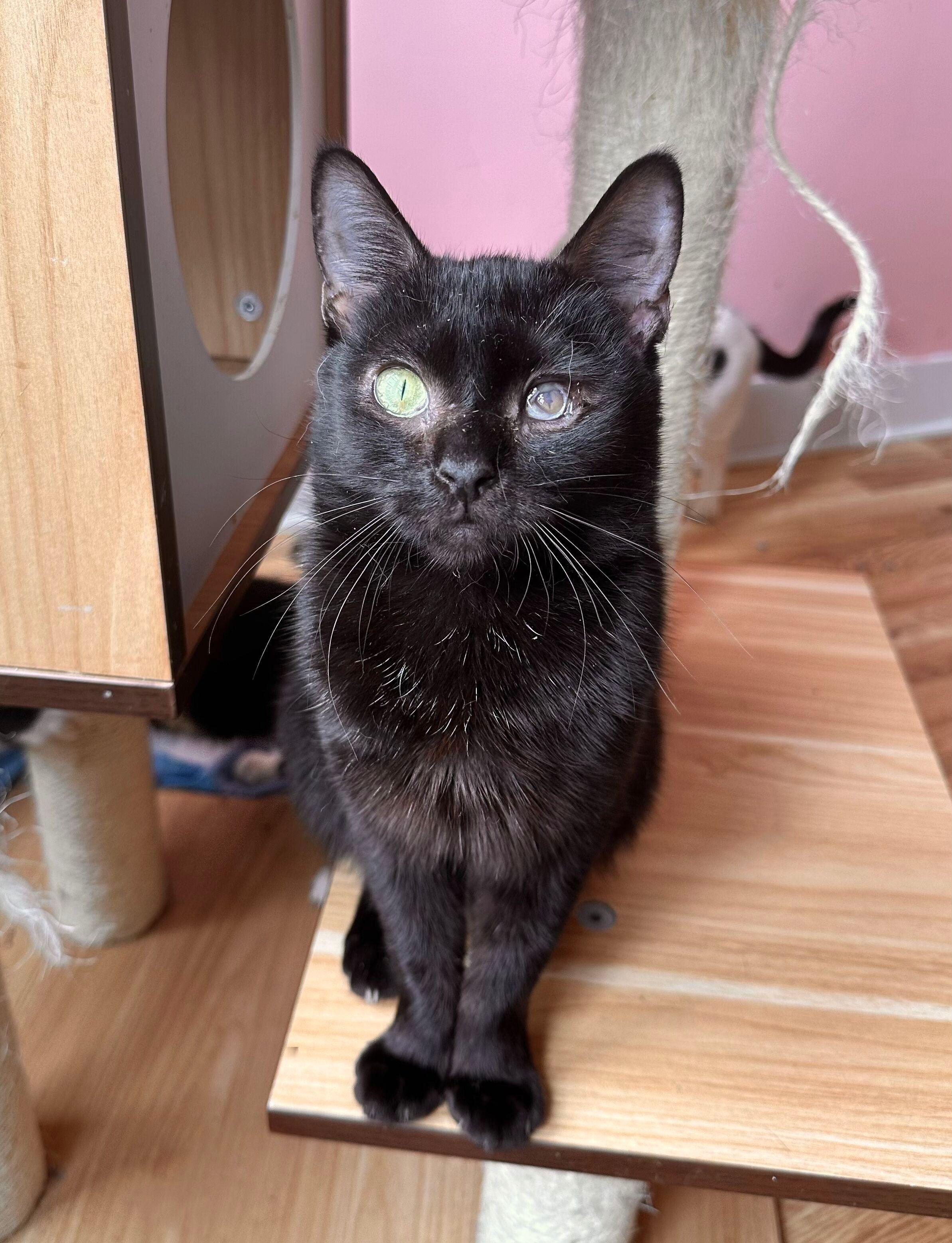 Enlarge NUGGET, a Adoptable Domestic Short Hair in New York, NY image 4/5