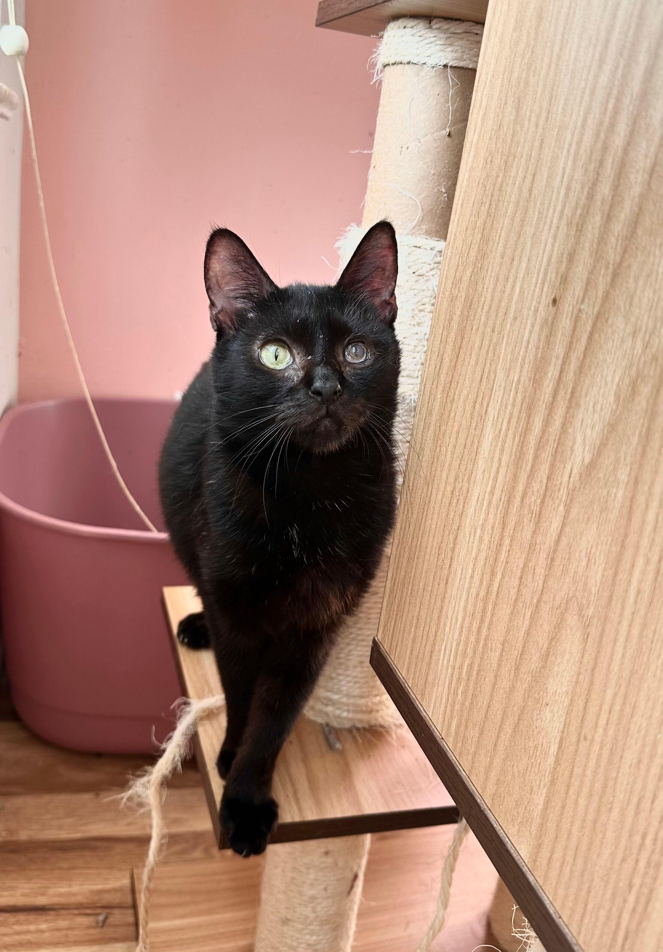 Enlarge NUGGET, a Adoptable Domestic Short Hair in New York, NY image 5/5