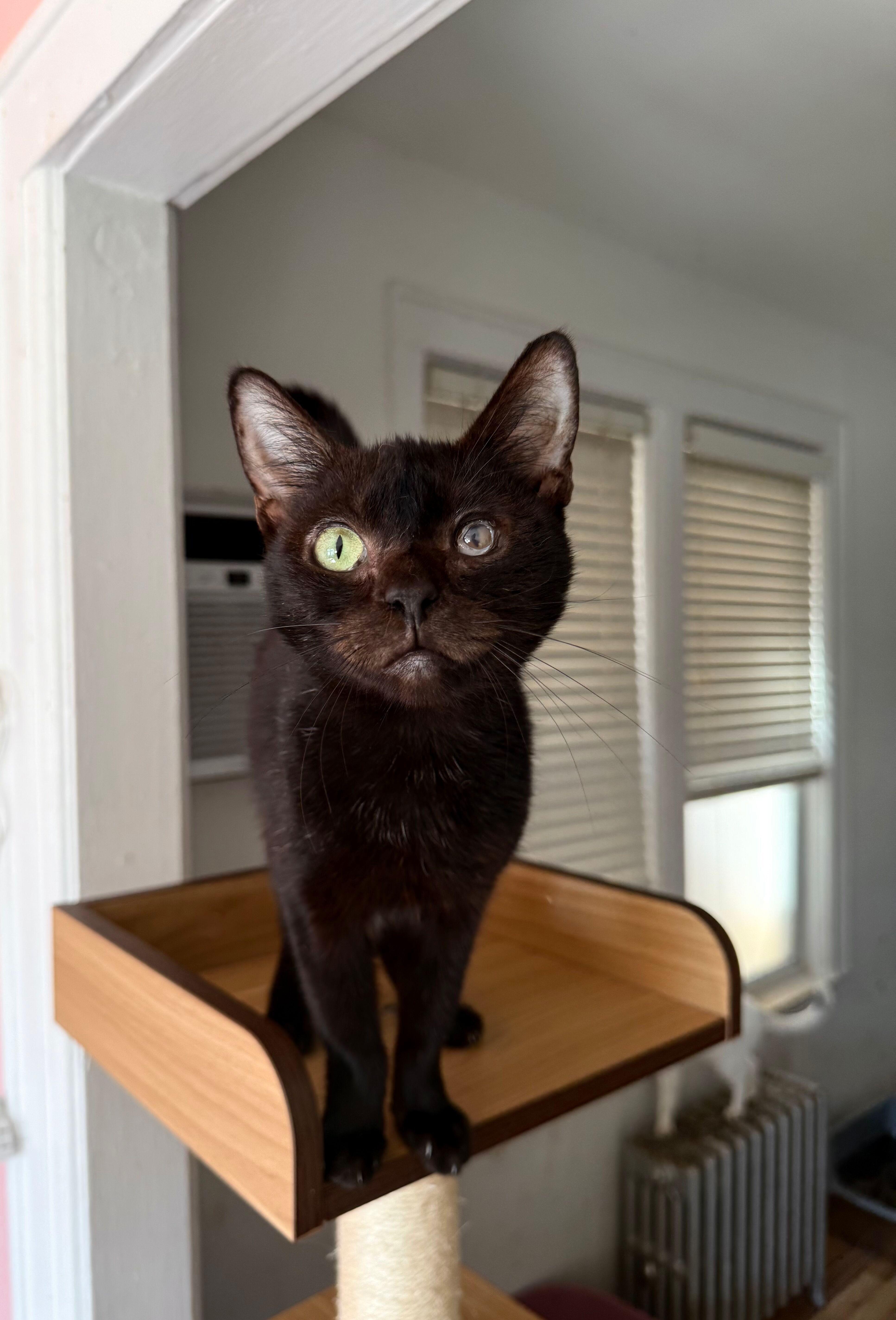 Enlarge NUGGET, a Adoptable Domestic Short Hair in New York, NY image 1/5