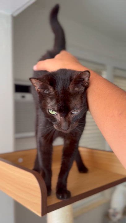 Enlarge NUGGET, a Adoptable Domestic Short Hair in New York, NY video 2/5