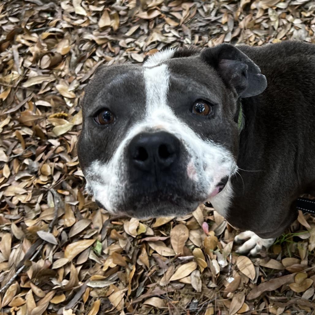 Enlarge Captain, a Adoptable Mixed Breed in Summerville, SC image 1/3
