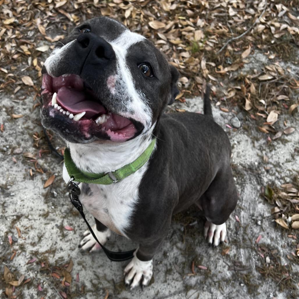 Enlarge Captain, a Adoptable Mixed Breed in Summerville, SC image 2/3