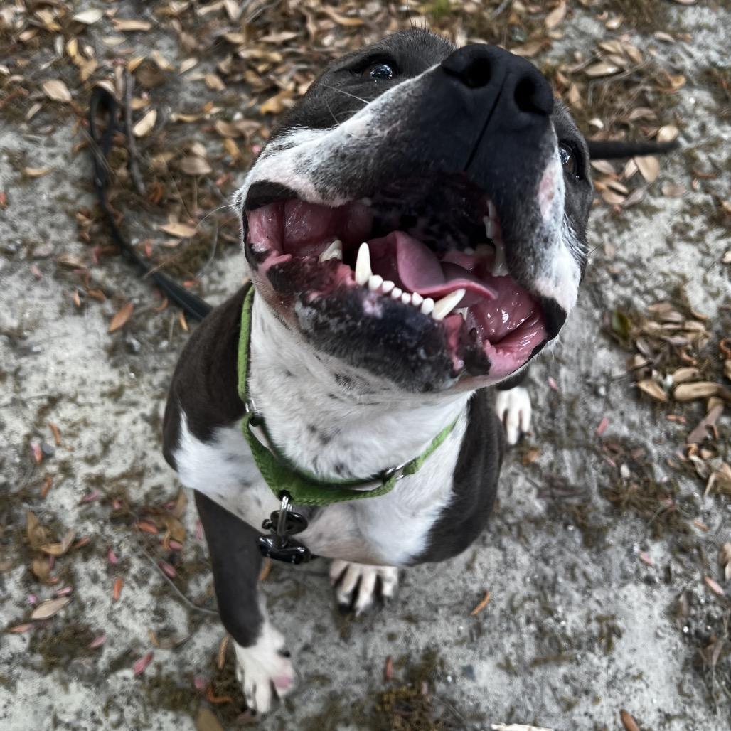 Enlarge Captain, a Adoptable Mixed Breed in Summerville, SC image 3/3