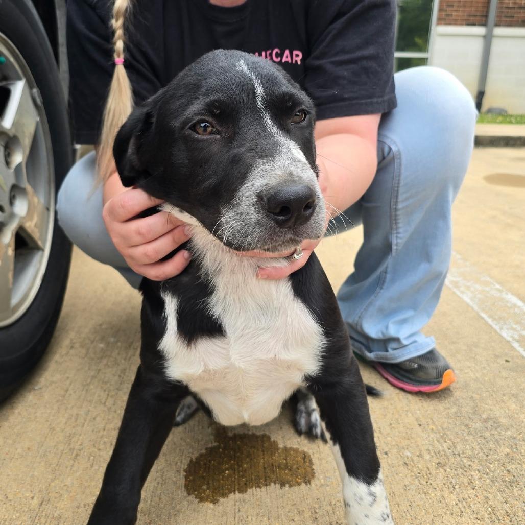 Fitzgerald 050505U, Adoptable, Young Male Cattle Dog.