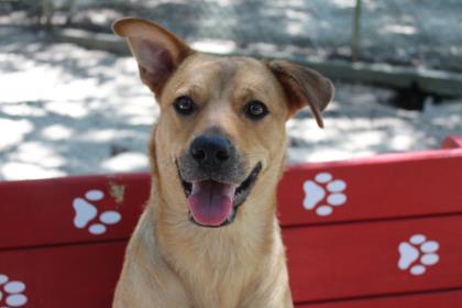 CC, a Adoptable mixed breed in Covington, LA image 1/3