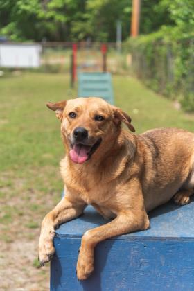 CC, a Adoptable mixed breed in Covington, LA image 2/3
