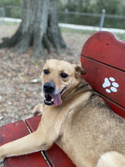 CC, a Adoptable mixed breed in Covington, LA image 3/3