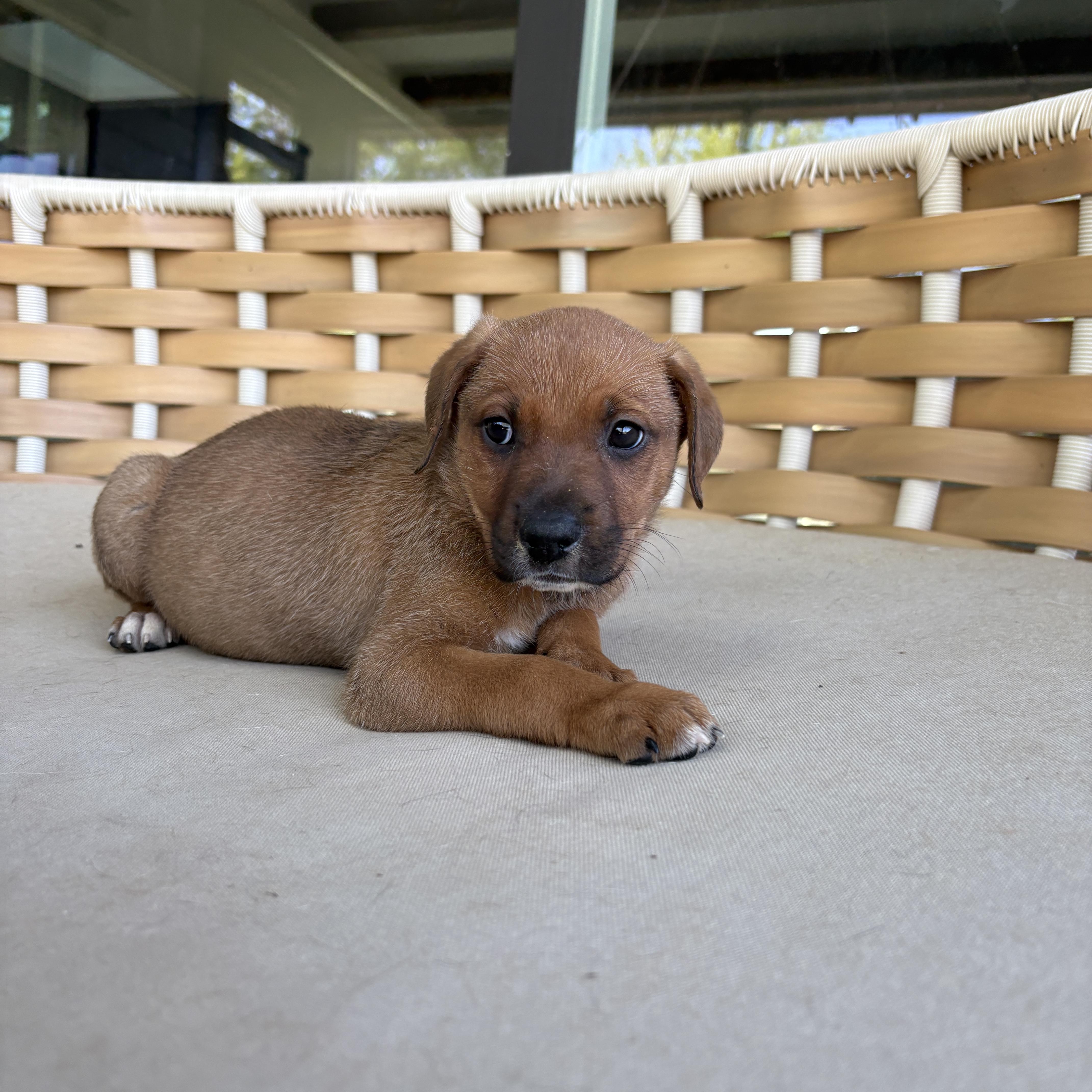 Enlarge Fernando, a Adoptable Mixed Breed in Charlotte, NC image 1/1