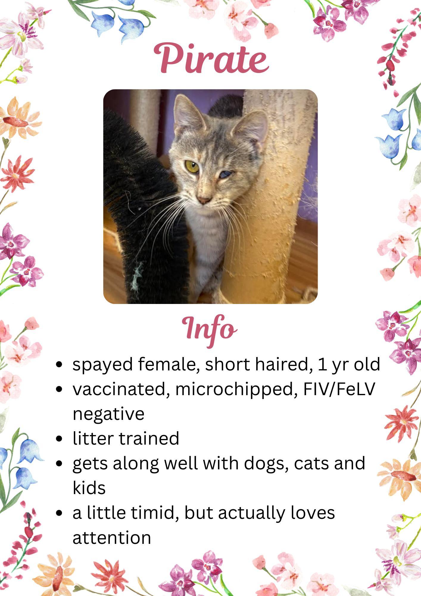 Enlarge Pirate, an adopted Domestic Short Hair in Greensburg, IN image 1/1