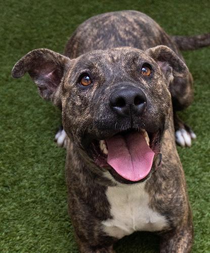 Puffle, Adoptable, Adult Female Terrier.