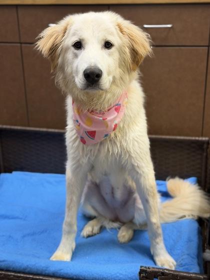 Ivy, Adoptable, Adult Female Great Pyrenees & Mixed Breed.