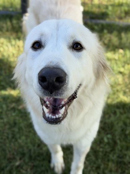 Ivy, a Adoptable mixed breed in Irving, TX image 2/3
