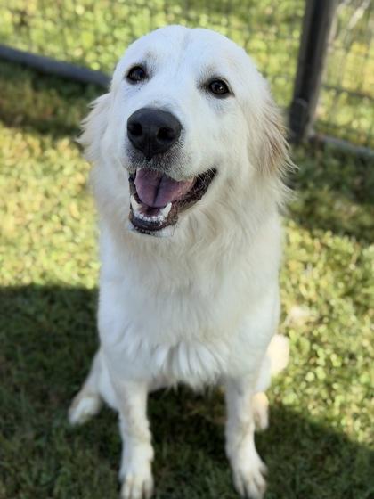 Ivy, a Adoptable mixed breed in Irving, TX image 3/3
