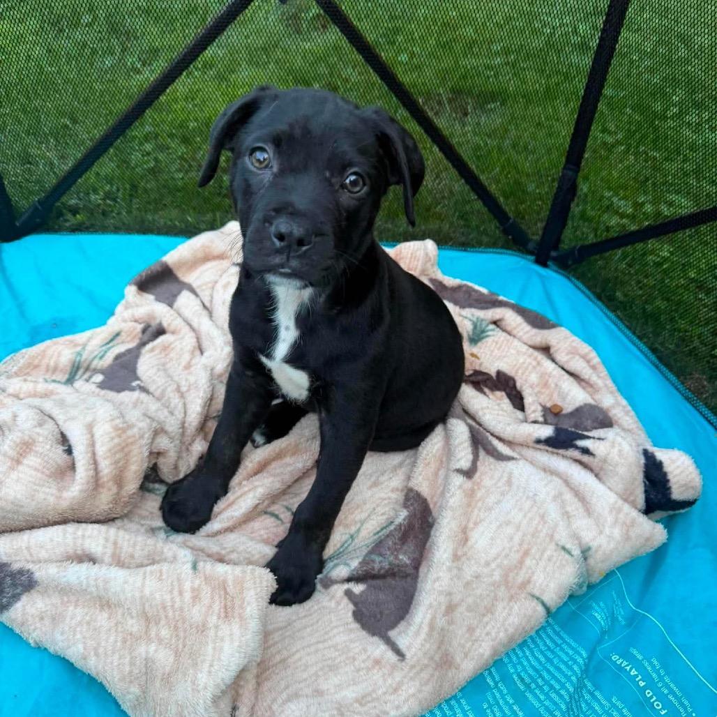 Ali, Adoptable, Puppy Female Collie & Mixed Breed.