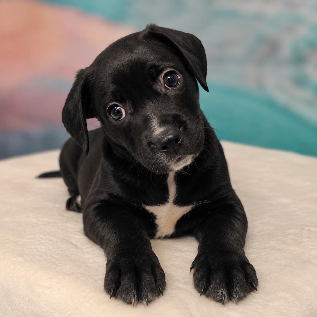 Enlarge Ali, a Adoptable mixed breed in Griswold, CT image 3/6