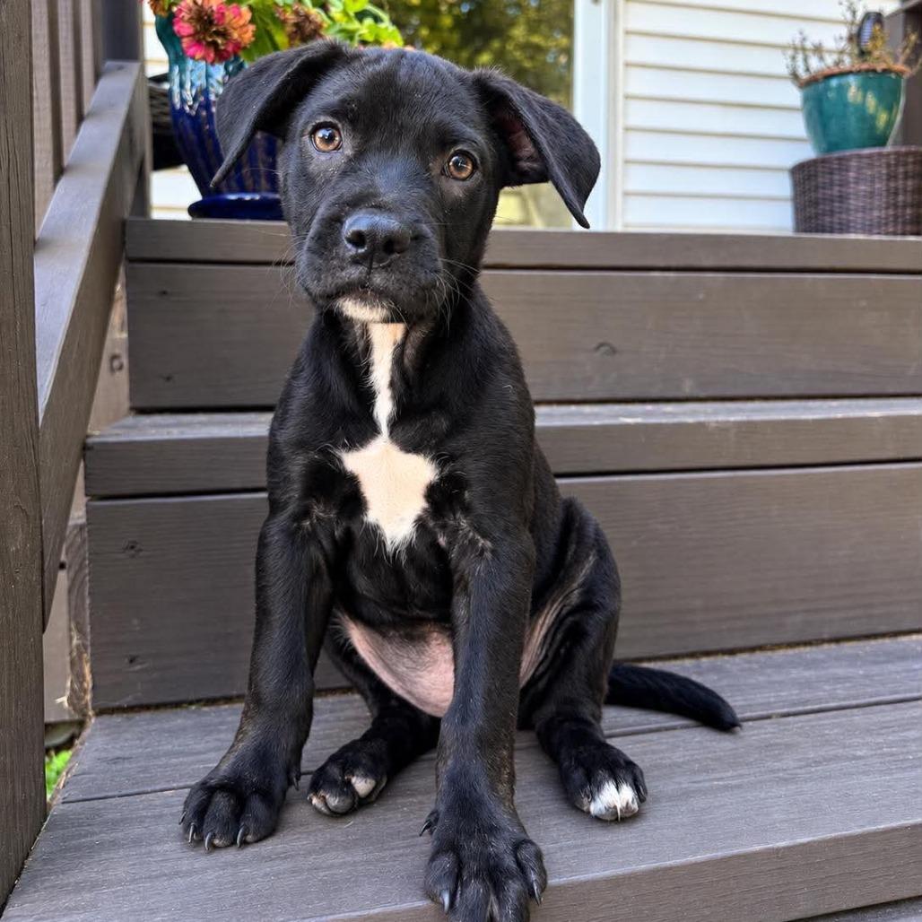 Enlarge Ali, a Adoptable mixed breed in Griswold, CT image 4/6