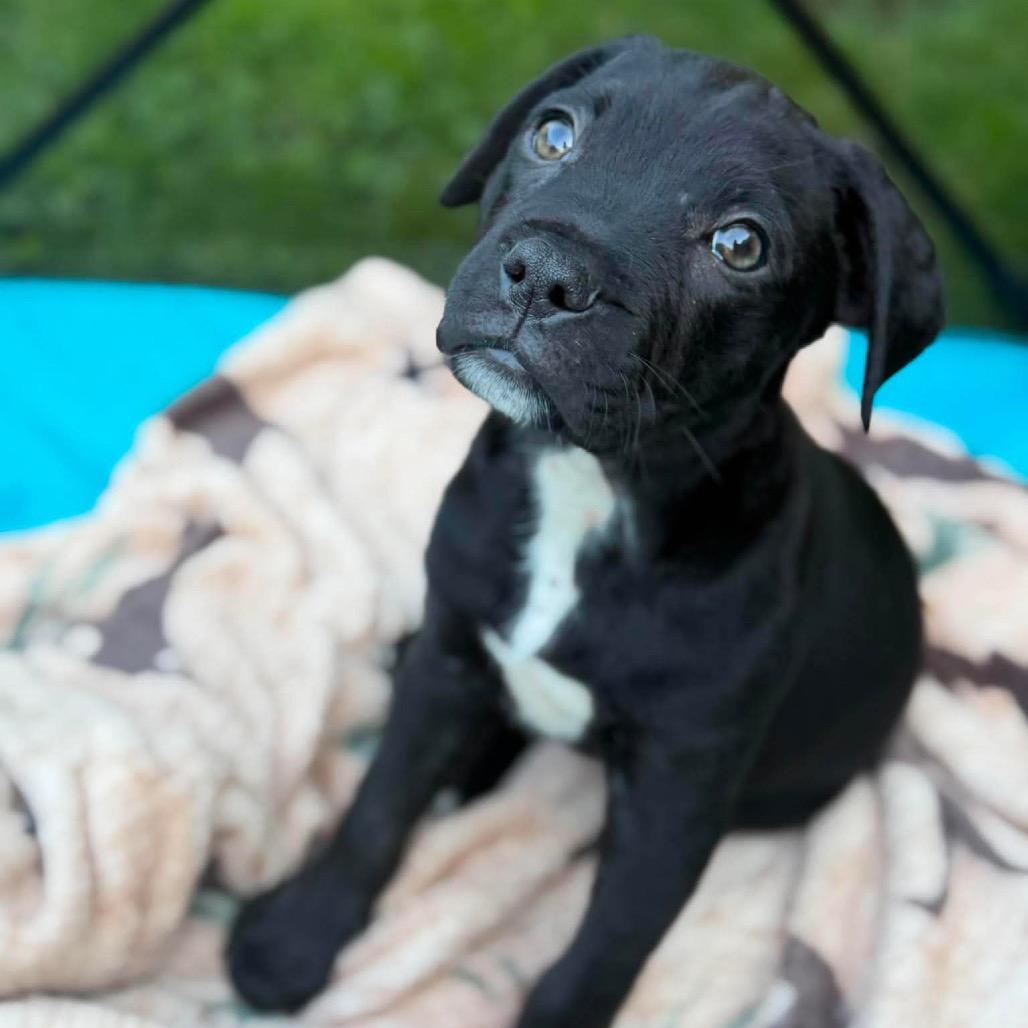 Enlarge Ali, a Adoptable mixed breed in Griswold, CT image 6/6