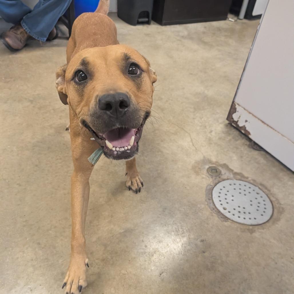 Paulette, Adoptable, Adult Female Pit Bull Terrier.