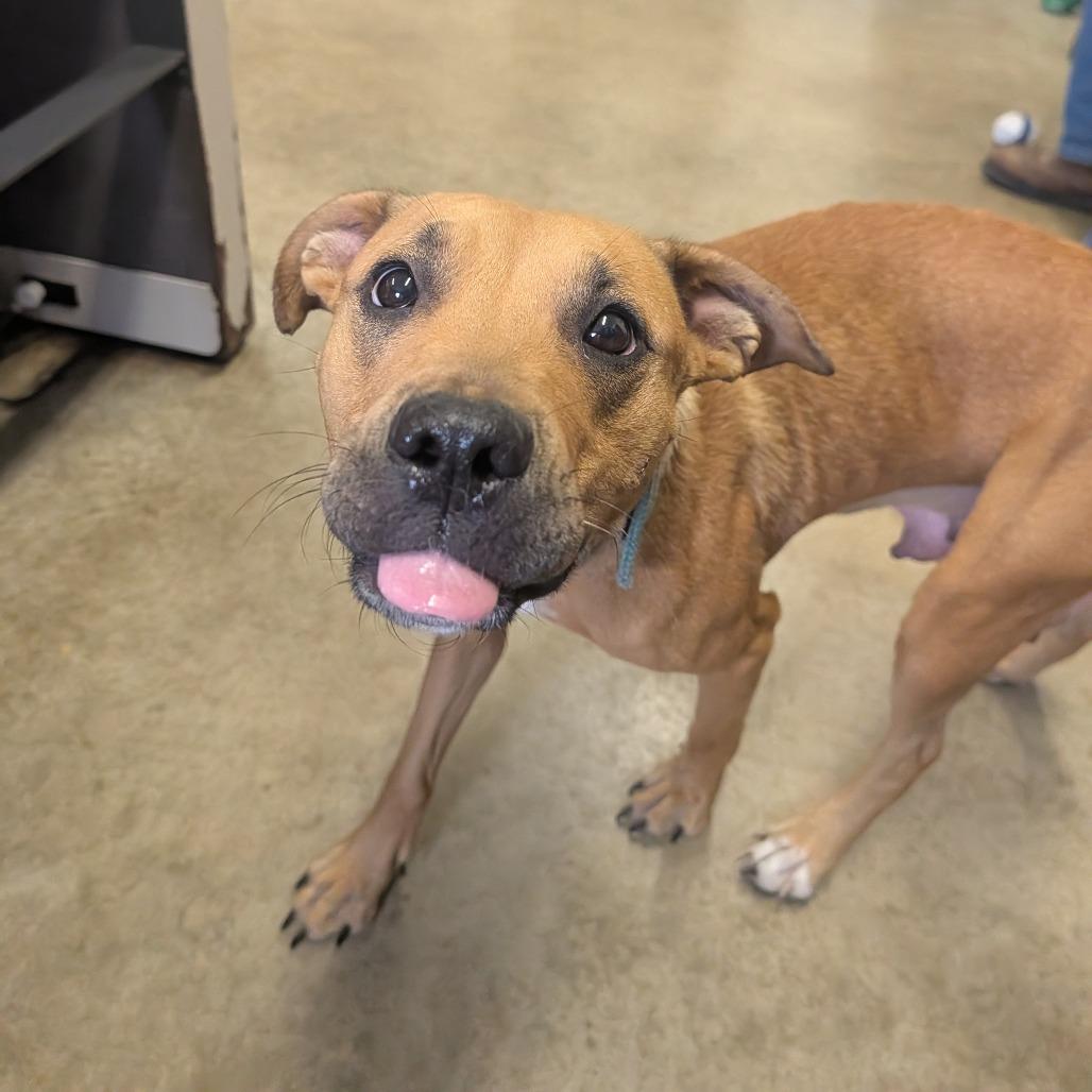 Enlarge Paulette, a Adoptable Pit Bull Terrier in Jasper, IN image 2/6