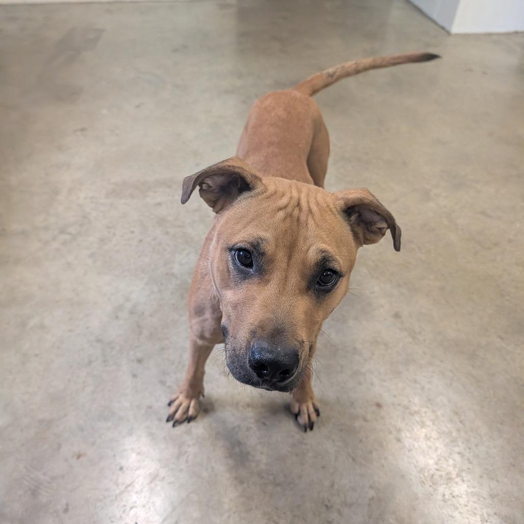 Enlarge Paulette, a Adoptable Pit Bull Terrier in Jasper, IN image 3/6
