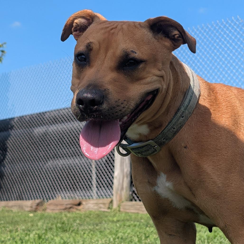Enlarge Paulette, a Adoptable Pit Bull Terrier in Jasper, IN image 5/6