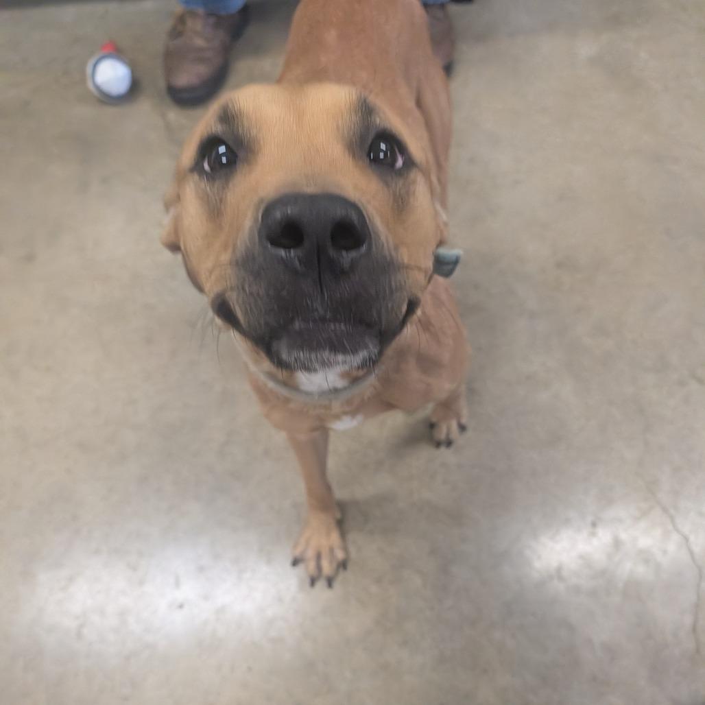 Enlarge Paulette, a Adoptable Pit Bull Terrier in Jasper, IN image 6/6