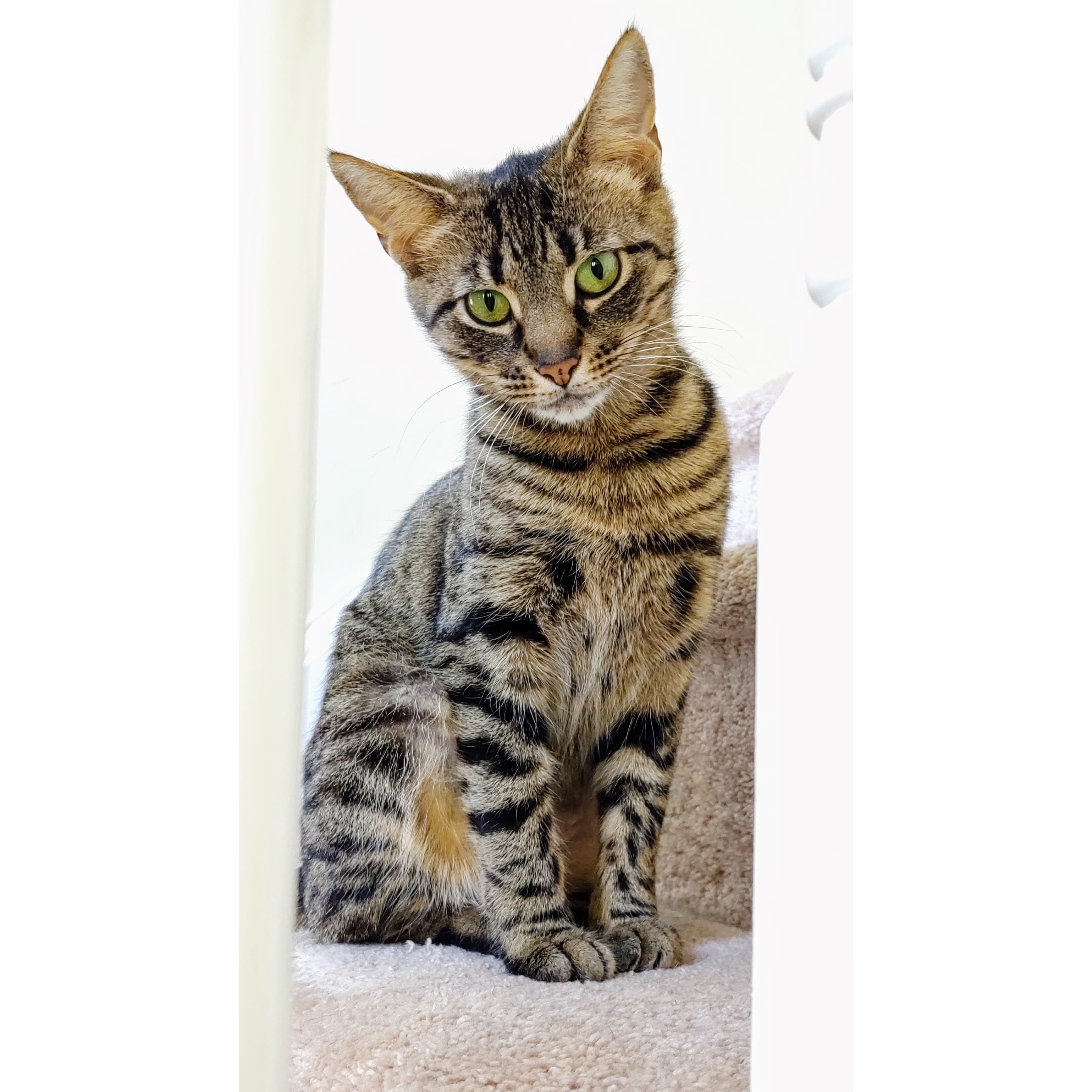 Macy, Adoptable, Young Female Tabby & Domestic Short Hair.