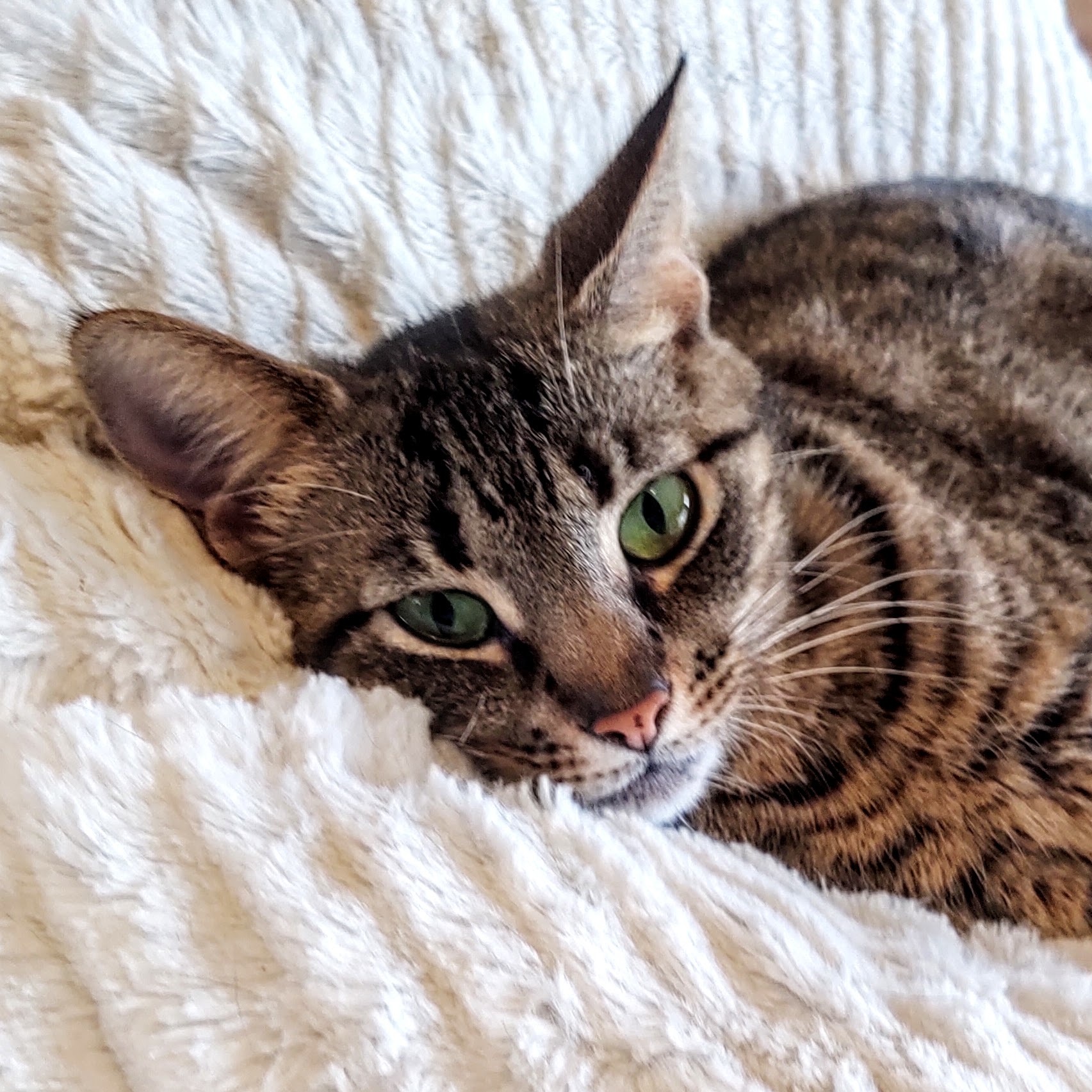 Macy, a Adoptable mixed breed in Atlanta, GA image 2/10