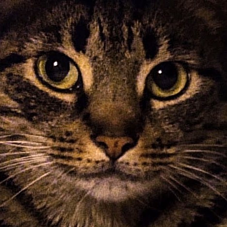 Macy, Adoptable, Young Female Tabby & Domestic Short Hair.