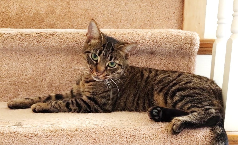 Macy, a Adoptable mixed breed in Atlanta, GA image 4/10