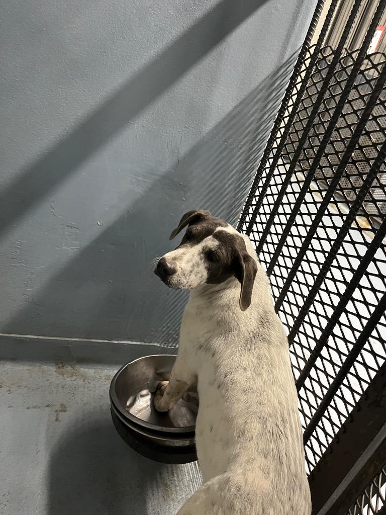 Bonnie, Adoptable, Young Female Mixed Breed.