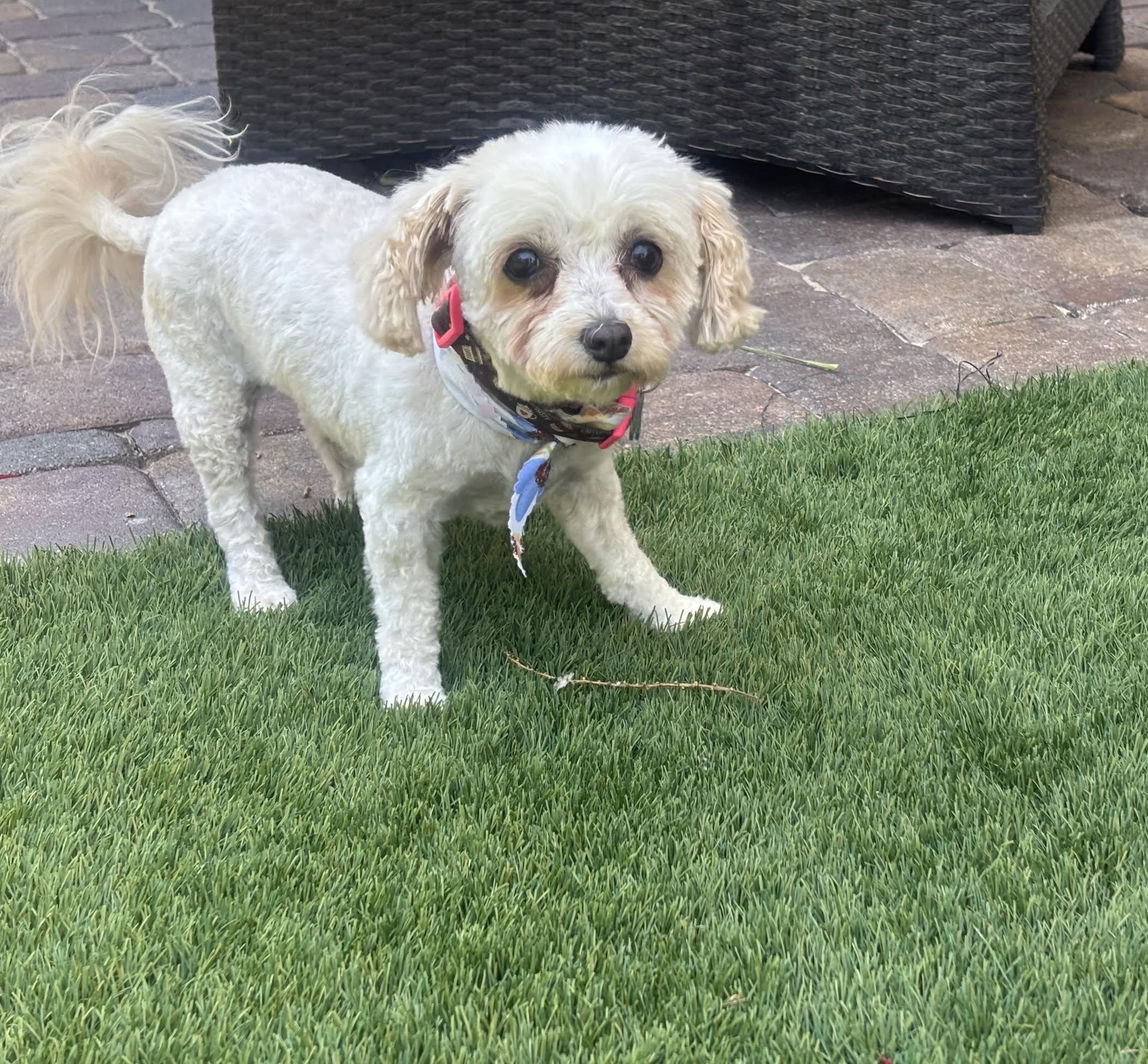 Enlarge Sally, a ADOPTABLE Maltese in Las Vegas, NV image 2/4