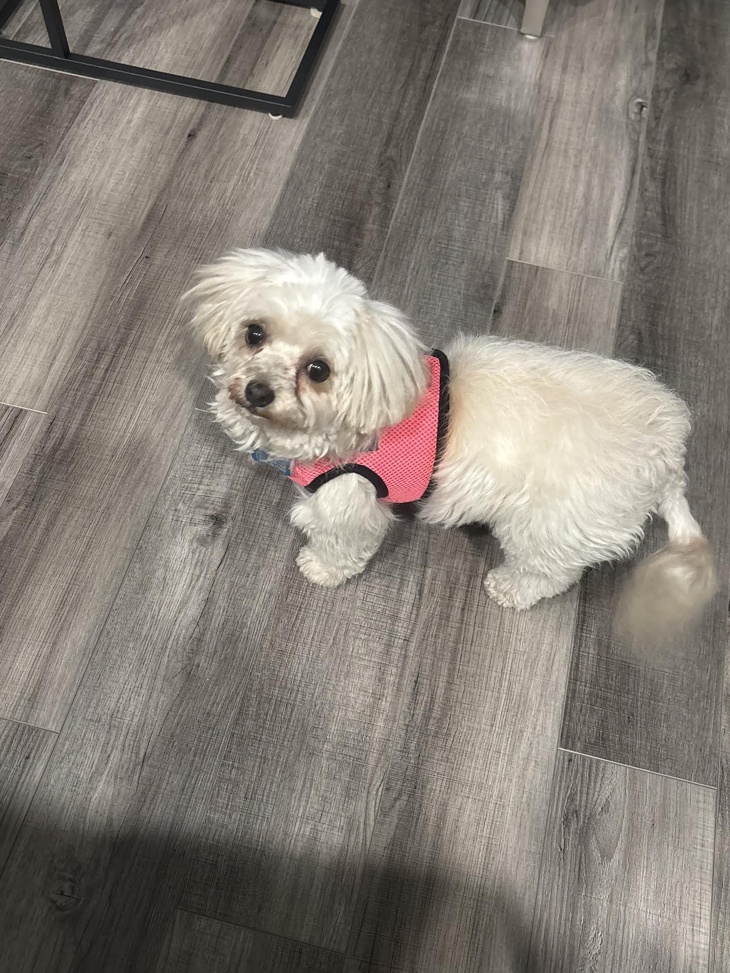 Enlarge Sally, a ADOPTABLE Maltese in Las Vegas, NV image 3/4