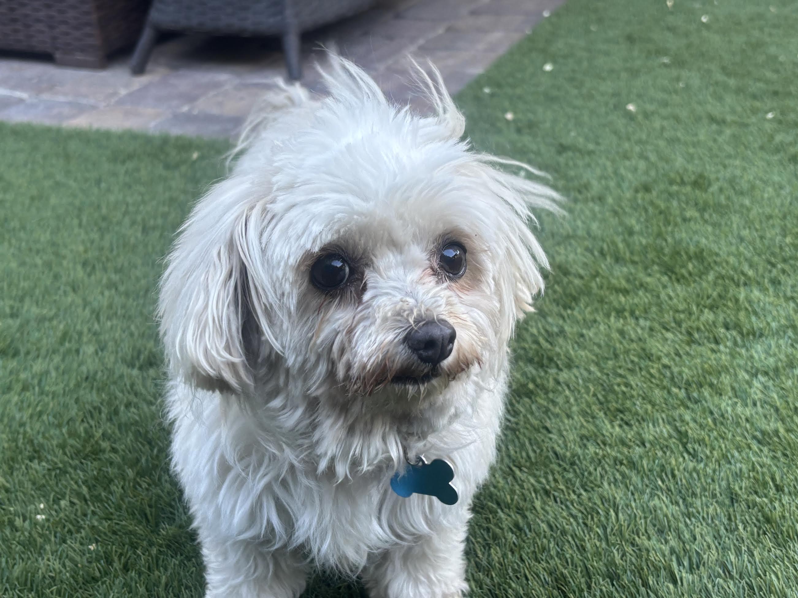 Enlarge Sally, a ADOPTABLE Maltese in Las Vegas, NV image 4/4