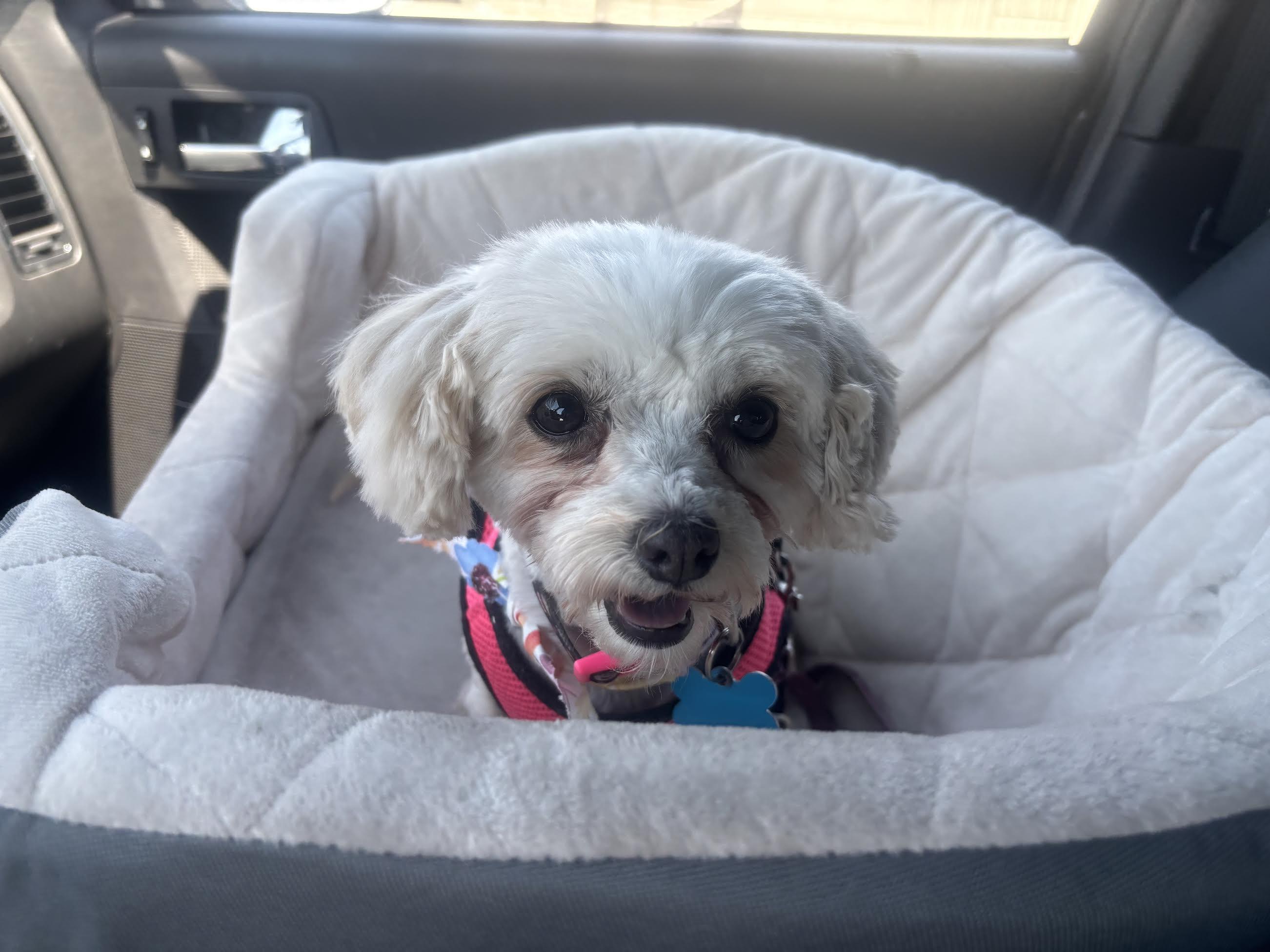 Sally, ADOPTABLE, Senior Female Maltese.
