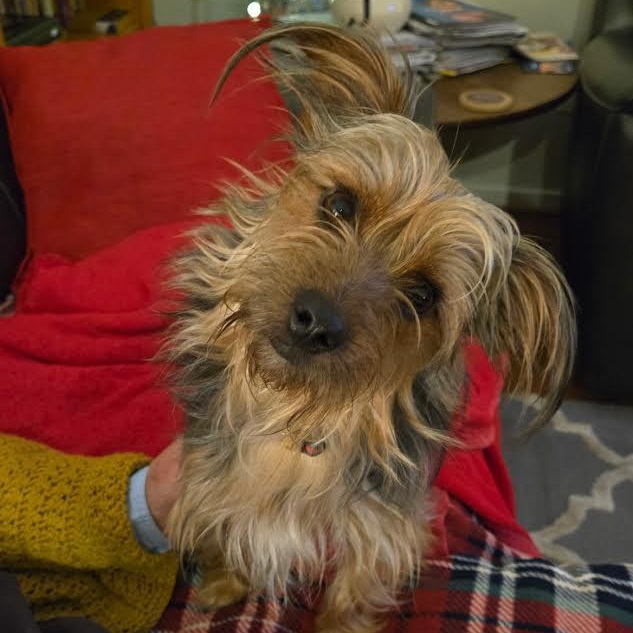 Newman, Adoptable, Young Male Yorkshire Terrier.