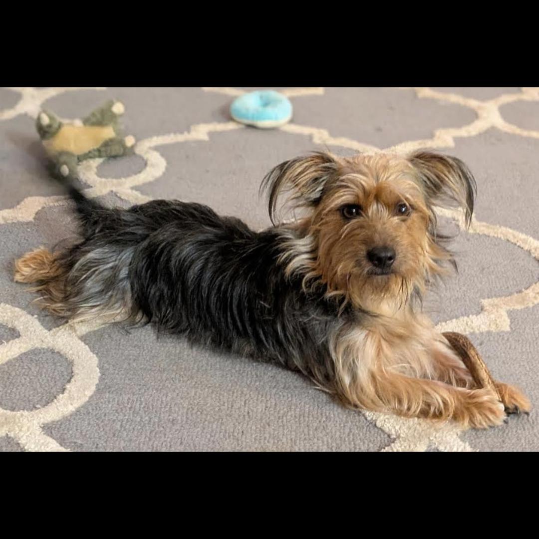 Newman, a Adoptable Yorkshire Terrier in Midlothian, VA image 2/3