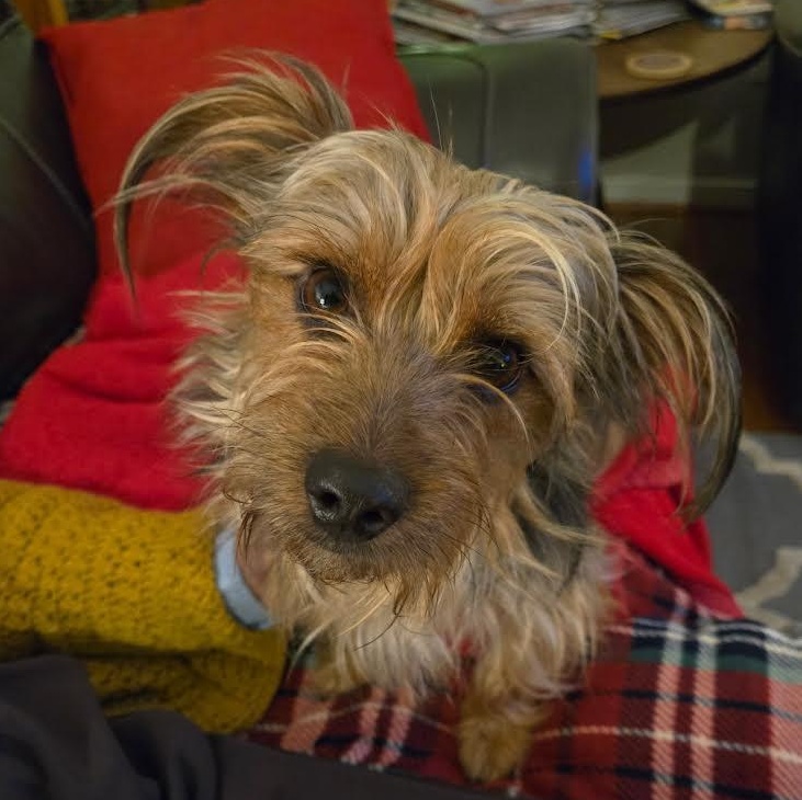 Newman, a Adoptable Yorkshire Terrier in Midlothian, VA image 3/3