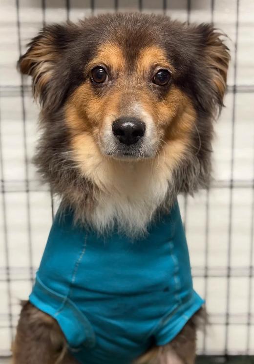 Enlarge Newt, a Adoptable Australian Shepherd in Smyrna, TN image 4/4