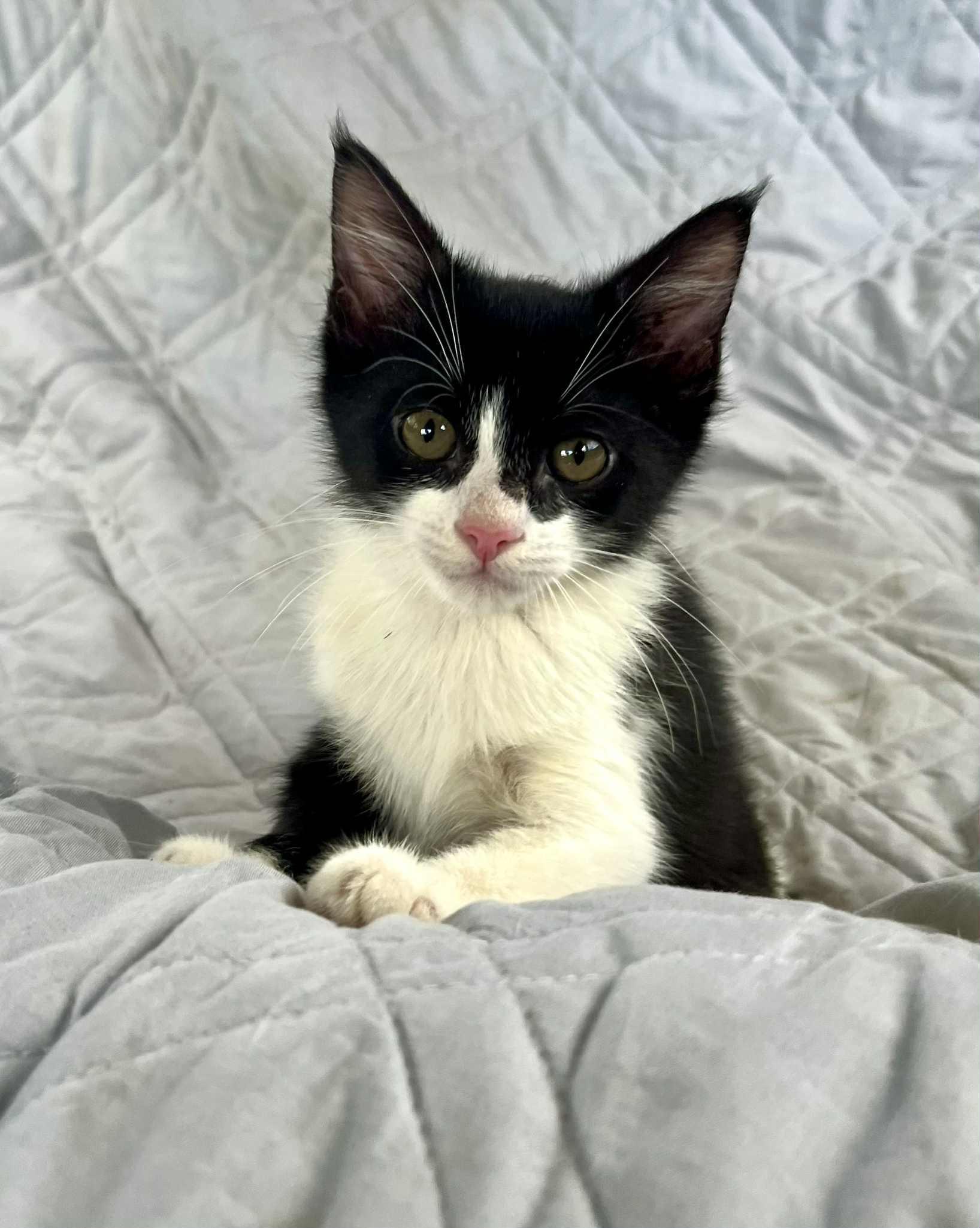 Chocolate Chip & Sprinkles thumbnail 3