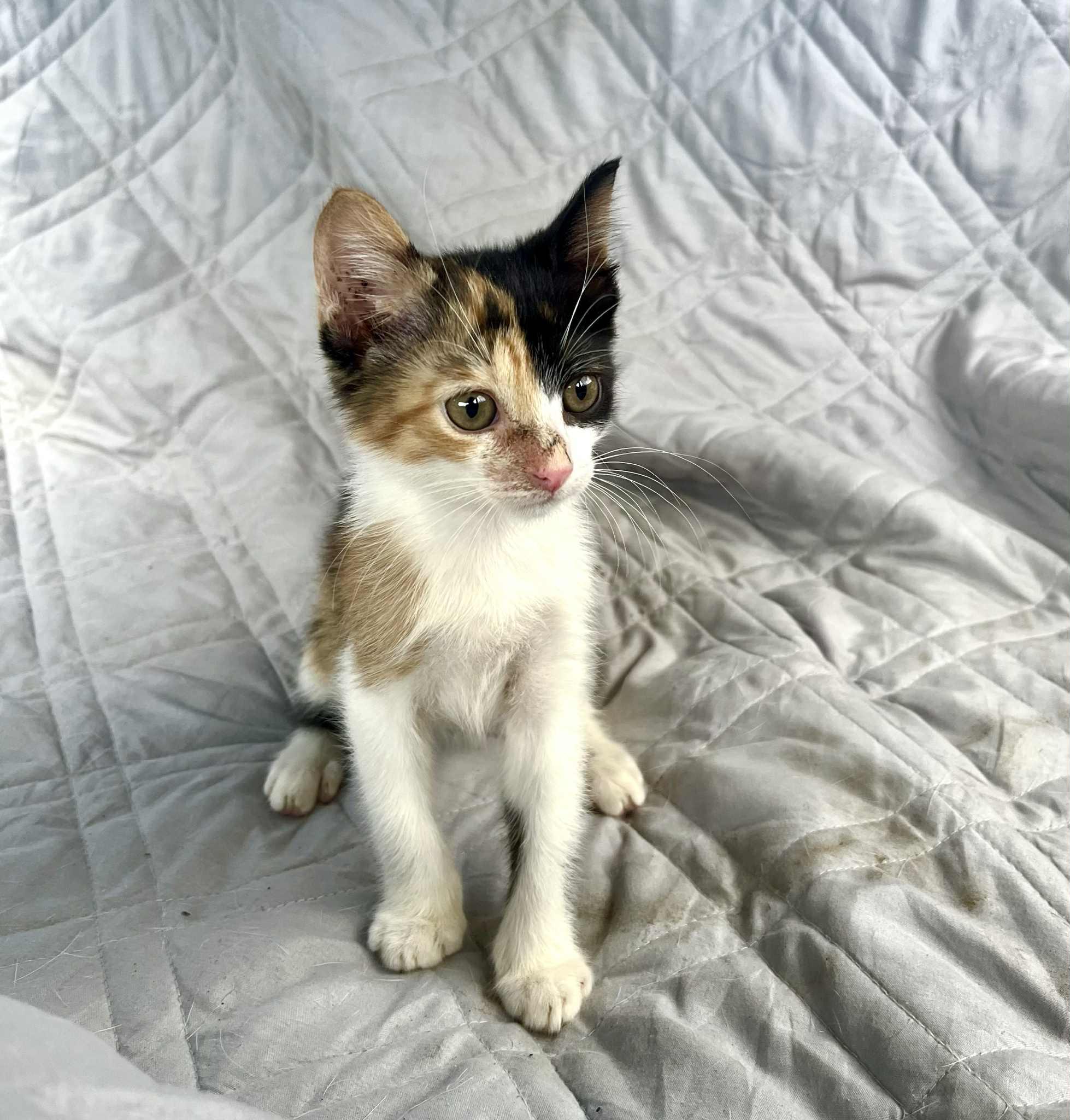 Chocolate Chip & Sprinkles thumbnail 5