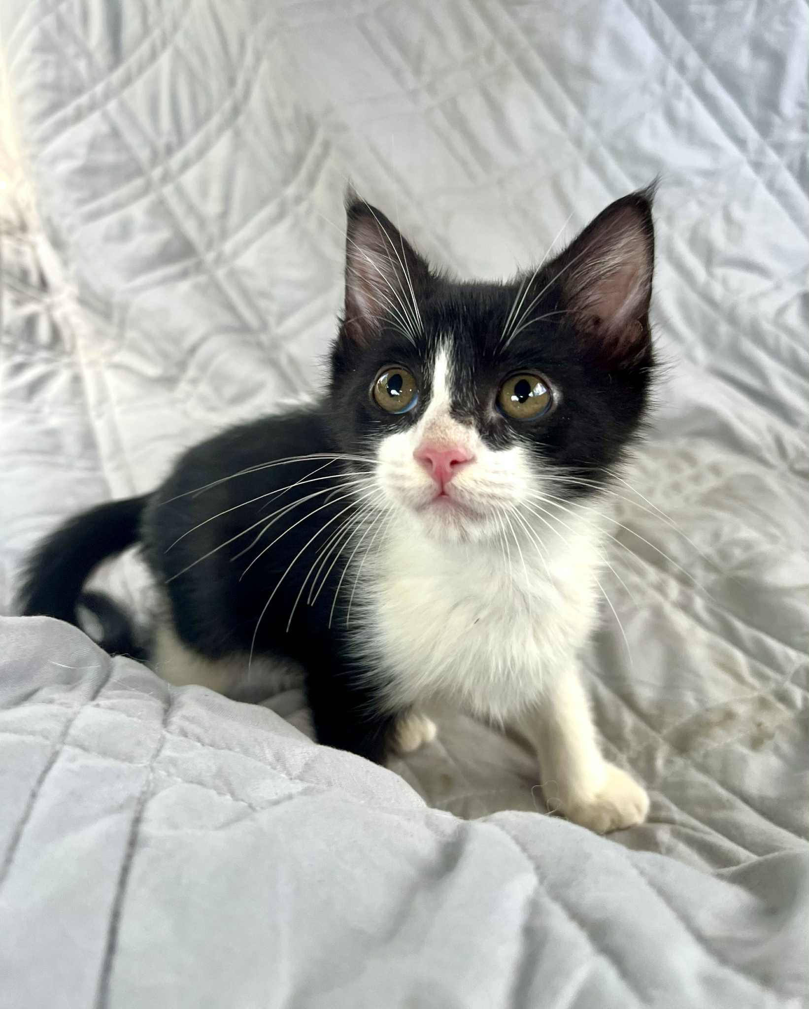 Chocolate Chip & Sprinkles thumbnail 6