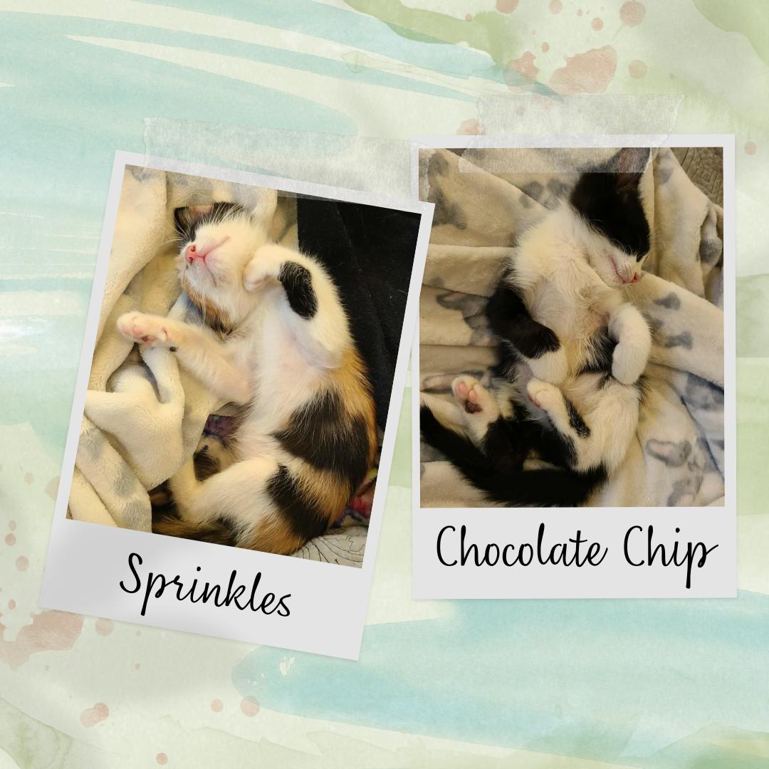 Chocolate Chip & Sprinkles thumbnail 4
