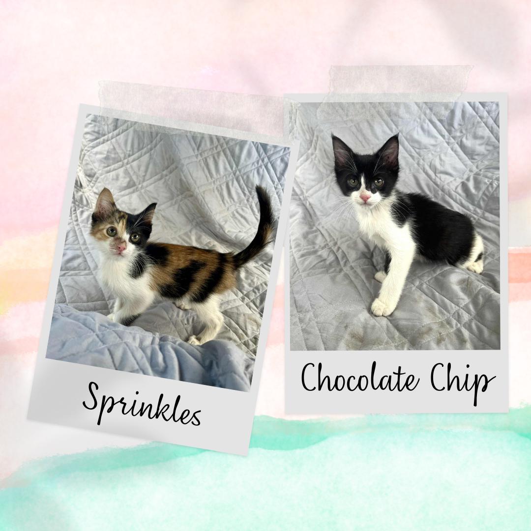 Chocolate Chip & Sprinkles photo 1